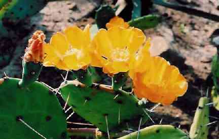 Opuntia sp. (Foto Jan Myn��)