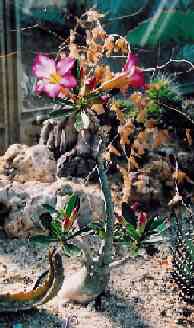 Adenium sp. (foto Jan Myn��)