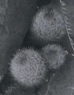 Escobaria roseana var. rosaeliasiana