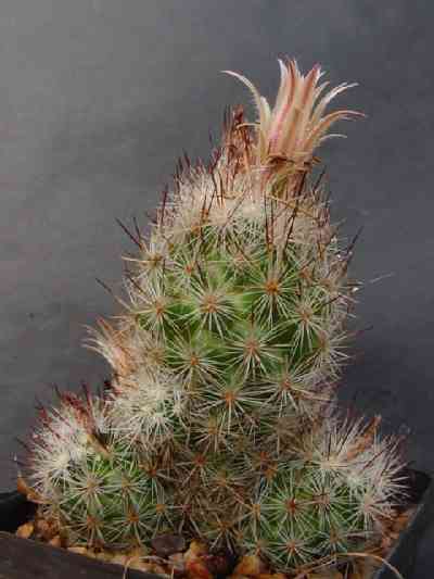 Esc178
