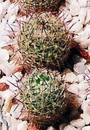 Escobaria tuberculosa subsp. varicolor SB 428