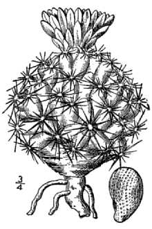 Coryphantha vivipara