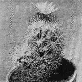 Coryphantha M�hlbaueriana
