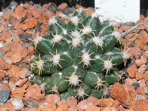 Escobaria missouriensis ssp. navajoensis (?)