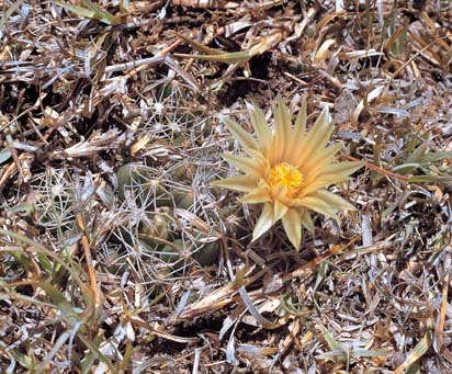 Escobaria missouriensis v. asperispina