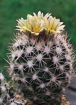 Escobaria robbinsorum