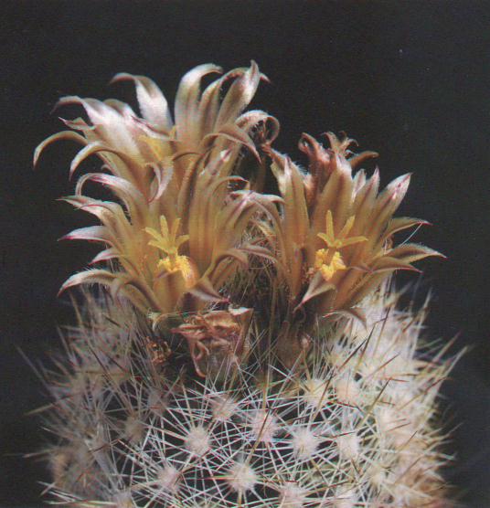 Escobaria runyonii