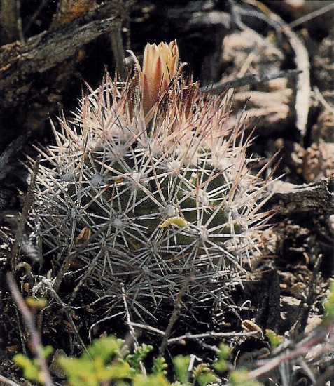 Escobaria robbinsorum