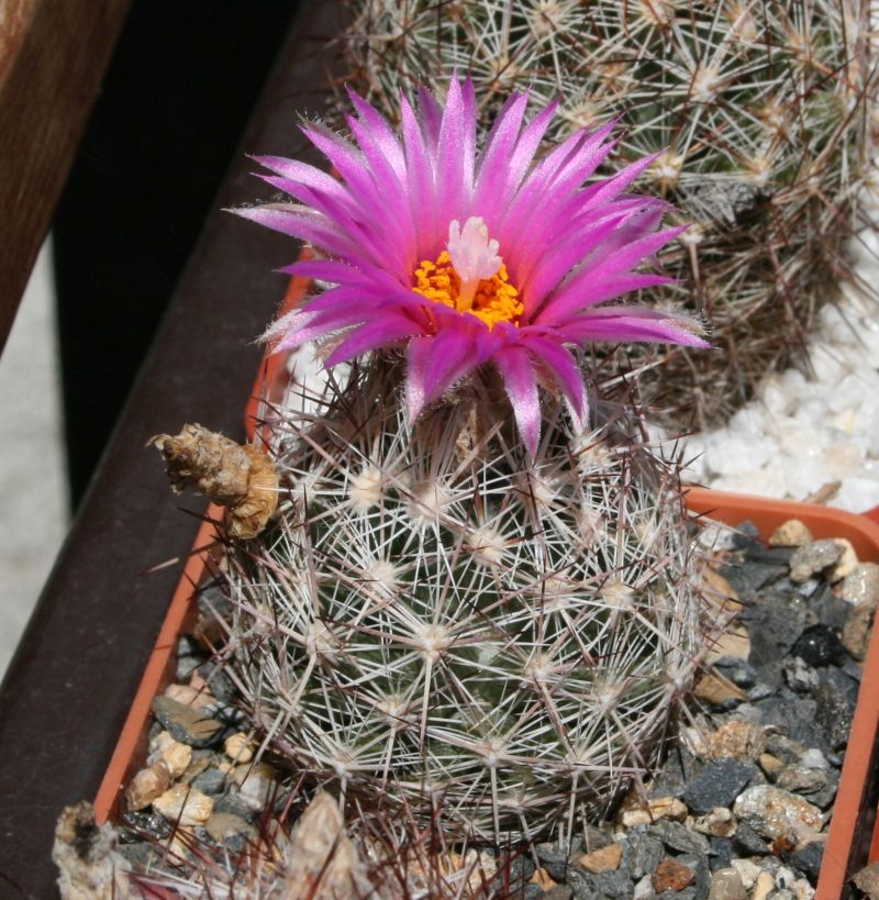 Esc2874