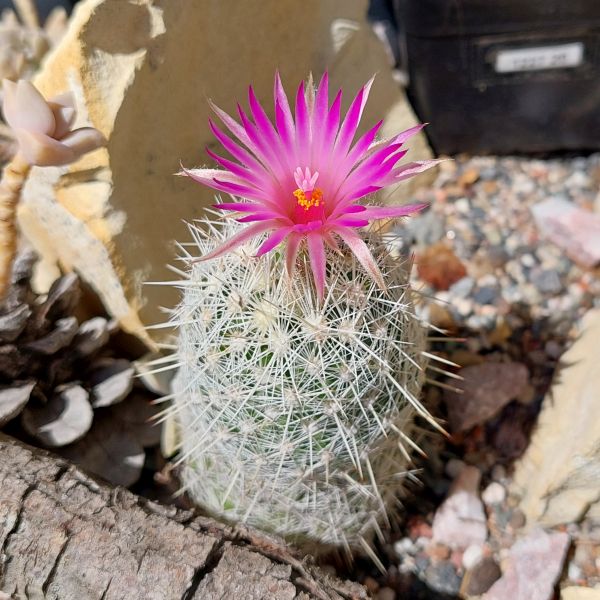 Escobaria vivipara v. bisbeeana SB 455,
photo - Jan Mynar (CZ)