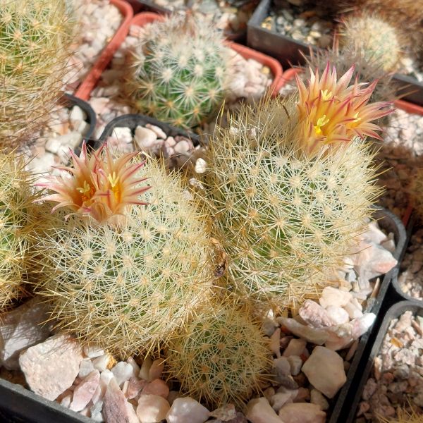 Escobaria emskoetteriana,
photo - Jan Mynar (CZ)