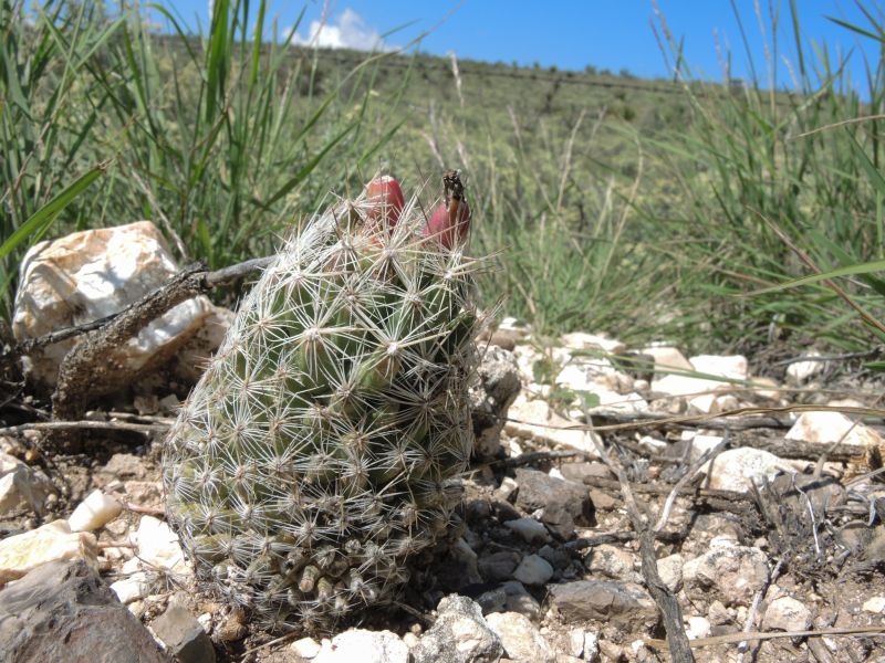 ? E. tuberculosa ssp. varicolor