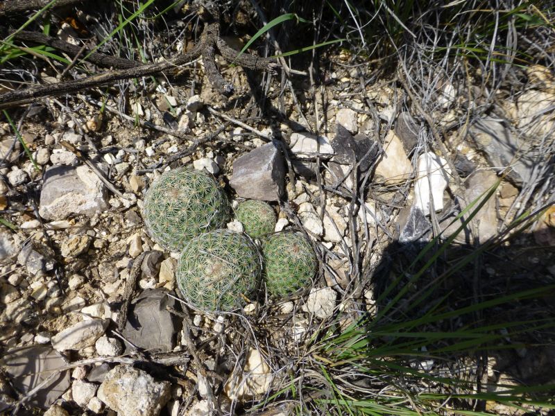 E. tuberculosa ssp. varicolor