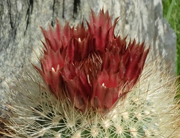 Acharagma roseanum subsp. rudolphiorum