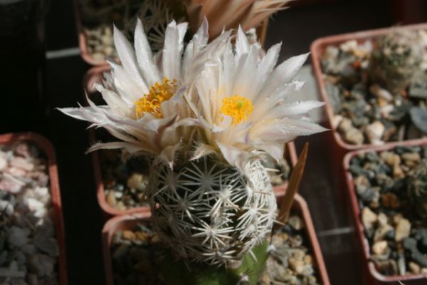 Escobaria abdita subsp. abdita