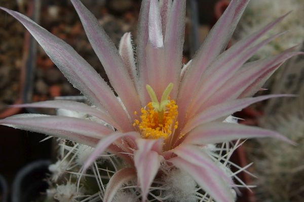 Escobaria abdita subsp. tenuispina