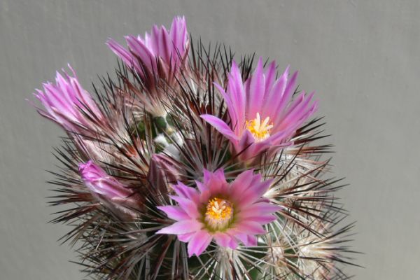 Escobaria alversonii