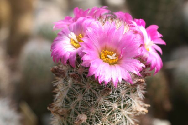 Escobaria chihuahuensis subsp. henricksonii