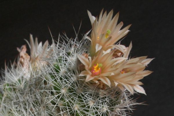 Escobaria duncanii