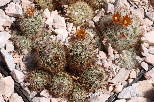 Escobaria emskoetteriana
