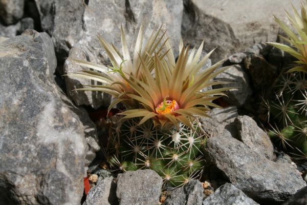 Escobaria missouriensis subsp. similis