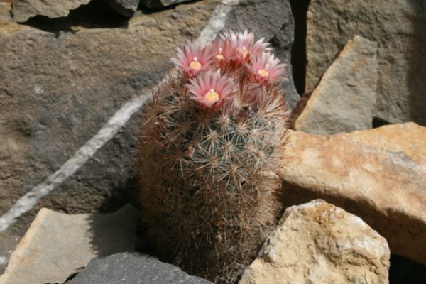 Escobaria sneedii subsp. orcuttii