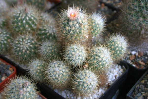 Escobaria sneedii subsp. organensis