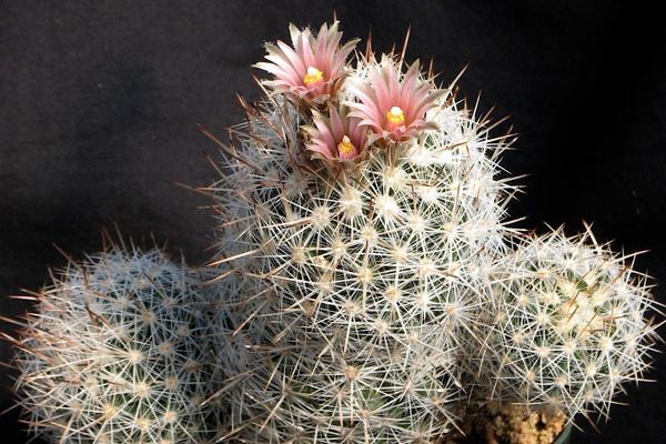 Escobaria sneedii subsp. sandbergii