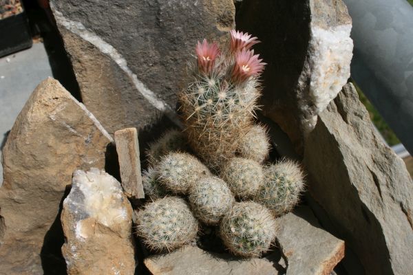 Escobaria sneedii subsp. sneedii