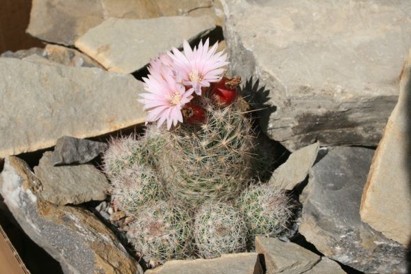 Escobaria tuberculosa subsp. tuberculosa