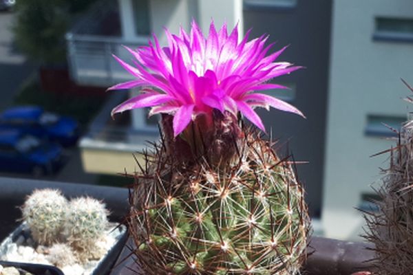 Escobaria vivipara subsp. arizonica
