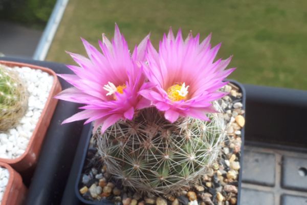 Escobaria vivipara subsp. kaibabensis