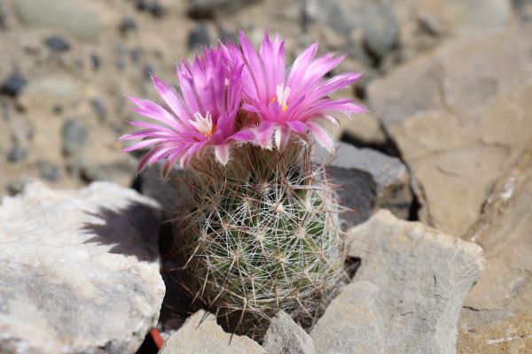 Escobaria vivipara subsp. neomexicana