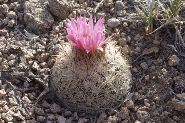Escobaria vivipara subsp. rosea