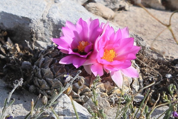 Pelecyphora strobiliformis