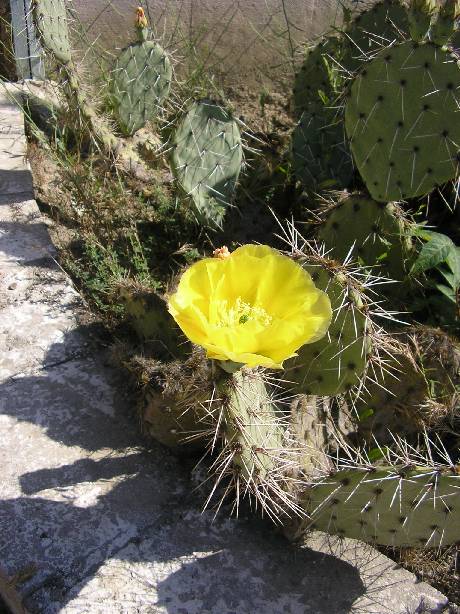 Opuntia sp. (foto Jan Myn��)