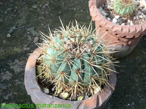 Melocactus matanzanus; foto Hans Havel 01/2007