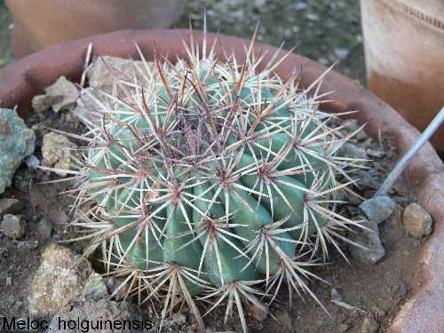 Melocactus holguinensis; photo Hans Havel 01/2007