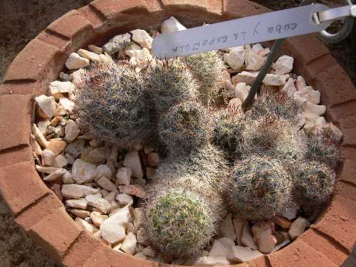 Mammillaria prolifera; photo Hans Havel 01/2007