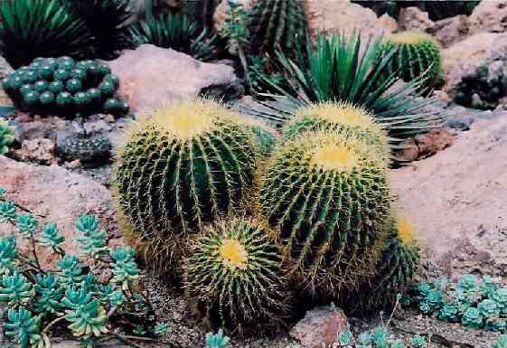 Echinocactus grusonii