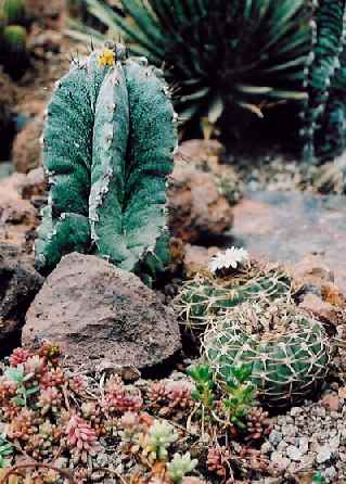 Astrophythum sp., Gymnocalycium sp.