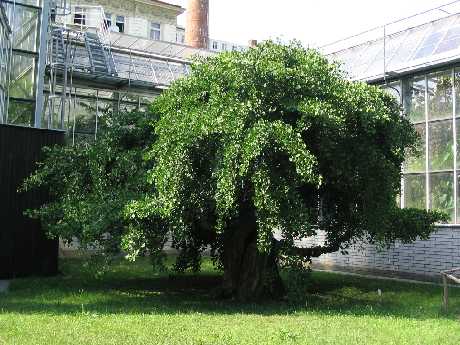 BZUK - Ginkgo biloba cv. Praga (Foto Zbynk Myn)