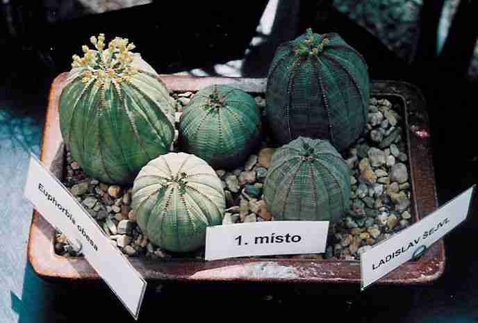 Euphorbia obesa