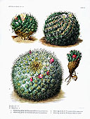 The Cactaceae, 4, pl. 11