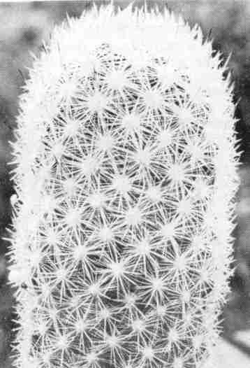 Esc006