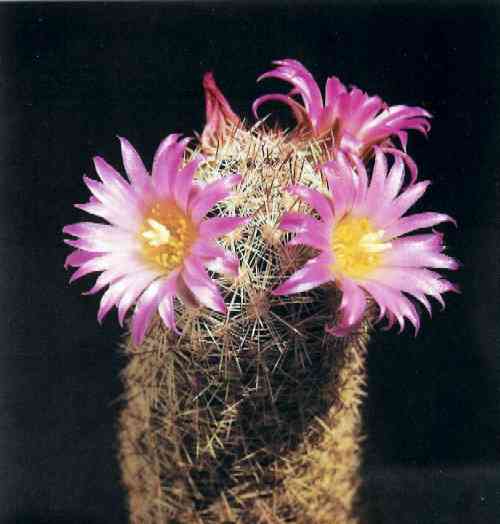 Escobaria henricksonii