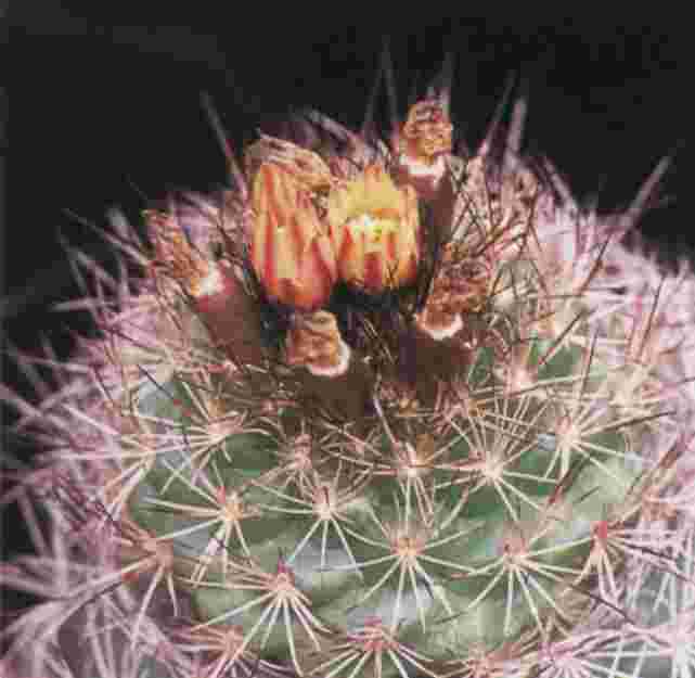 Acharagma aguirreanum