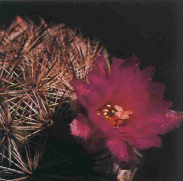 Escobaria chihuahuensis subsp. henricksonii