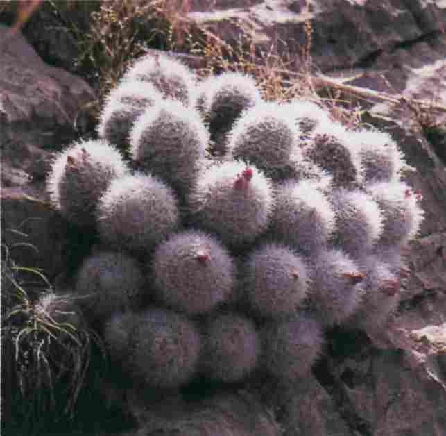 Esc062
