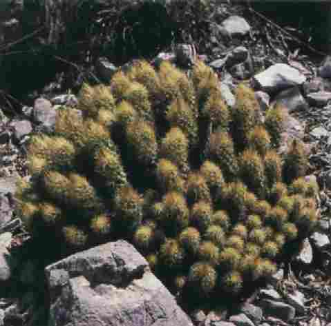 Escobaria roseana var. nova